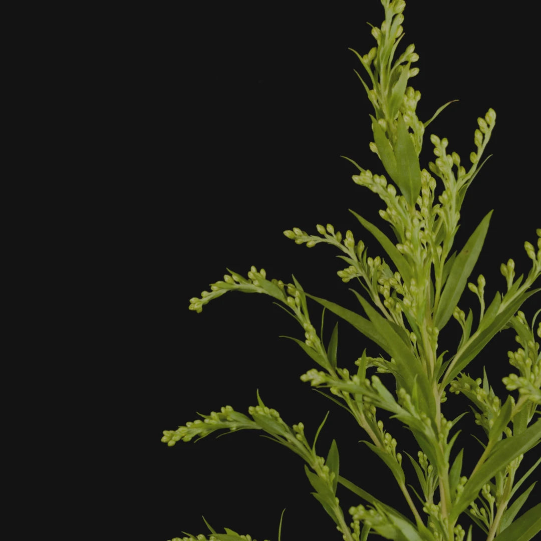 Natūralios sudėties kosmetika vyrams: barzdos, plaukų ir odos priežiūros priemonės CAVE.lt